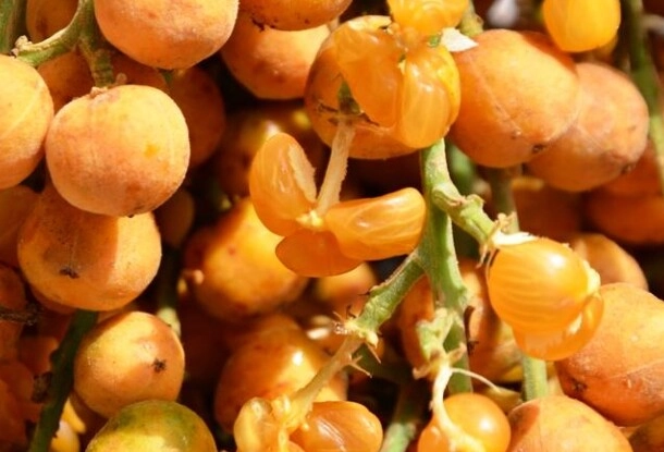 Loại quả xưa rụng đầy không ai ngó ngàng nay thành đặc sản nổi tiếng có hương vị đặc biệt dân thành phố thích mê - 3