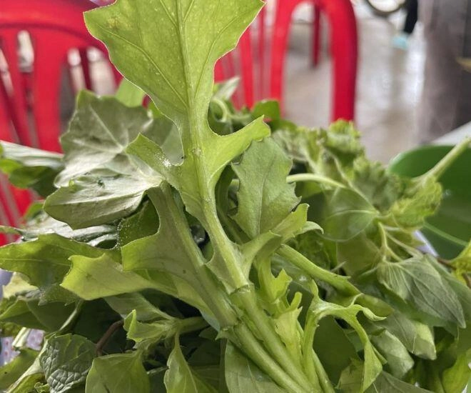 Loại rau rừng mọc đầy không ai hái nay là đặc sản vì vị ngọt giòn được giới sành ăn săn lùng - 1