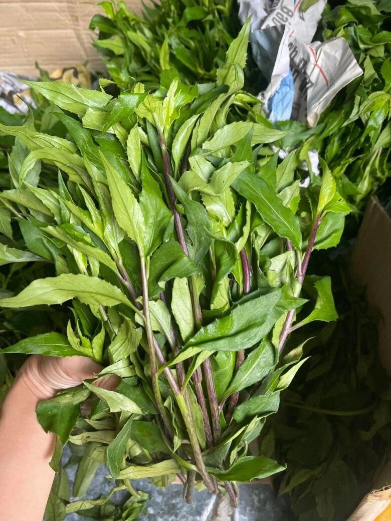 Loại rau rừng mọc đầy không ai hái nay là đặc sản vì vị ngọt giòn được giới sành ăn săn lùng - 2