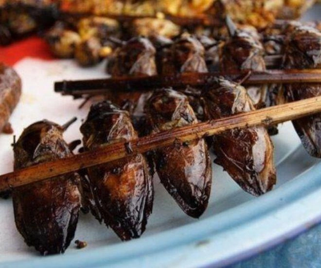 Loài vật bề ngoài y hệt con gián lại là đặc sản chỉ có ở ninh bình ăn một lần là nghiện bởi vị thơm béo khó cưỡng - 1