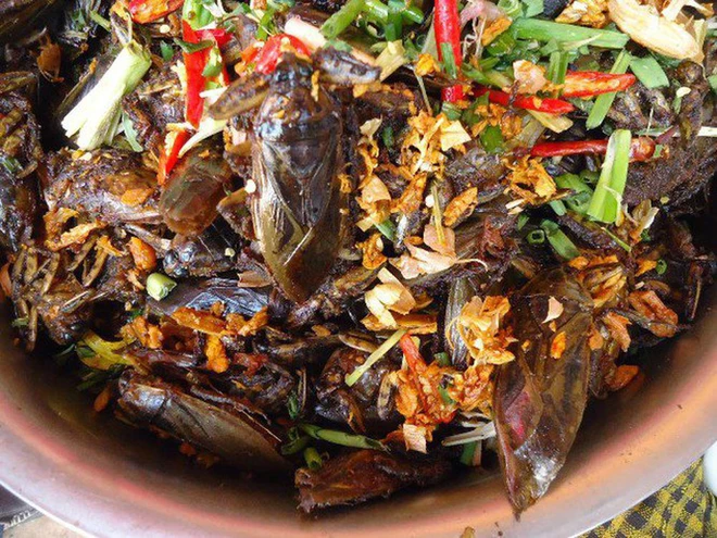 Loài vật bề ngoài y hệt con gián lại là đặc sản chỉ có ở ninh bình ăn một lần là nghiện bởi vị thơm béo khó cưỡng - 4