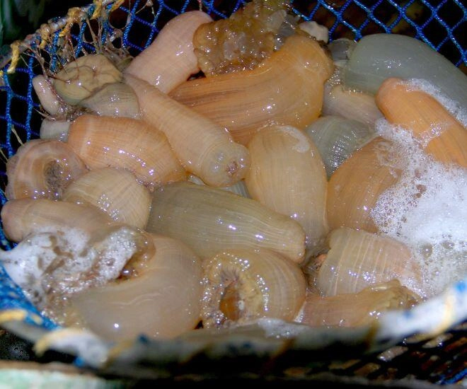 Loài vật chỉ có ở nghệ an là thần dược cho phái mạnh xuất hiện ở vùng biển càng sâu lại càng quý hiếm - 1