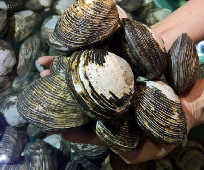 Loài vật có cái tên nghe buồn nẫu ruột là đặc sản quảng ninh ngâm rượu uống thì đại bổ cho nam giới - 1