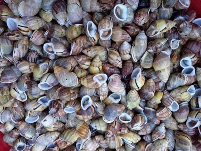 Loài vật cực hiếm ở đồng nai chỉ ăn lá cây vị ngon như hải sản cao cấp giá đến 400000 đồngkg - 2