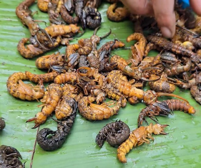 Loài vật khiến ai cũng sợ chết khiếp hóa ra là món ăn biểu tượng vùng tây bắc cực hiếm chỉ dùng để đãi khách quý - 1