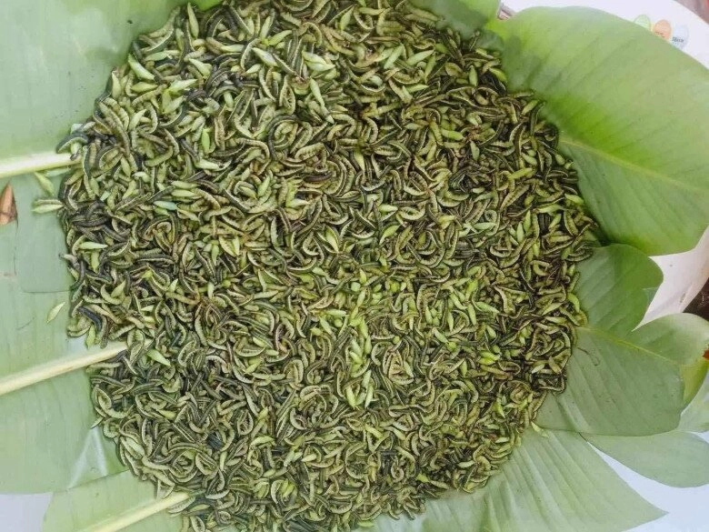 Loài vật khiến nhiều người khóc thét lại là đặc sản chỉ có ở tây nguyên được mệnh danh là tôm rừng vì ăn cực ngọt béo - 4
