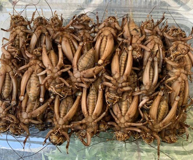 Loài vật khiến nhiều người rợn tóc gáy lại là đặc sản sơn la chỉ người sành ăn thì thấy ngon còn không chạy mất dép - 1