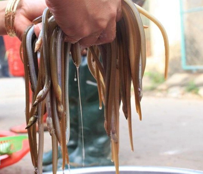 Loài vật khiến nhiều người sợ chạy mất dép lại là đặc sản nổi danh đất quảng người sành ăn lùng mua vì cực bổ dưỡng - 2