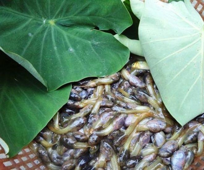 Loài vật nhìn nổi da gà lại là đặc sản ở thanh hóa chuyên dùng đãi khách quý - 1