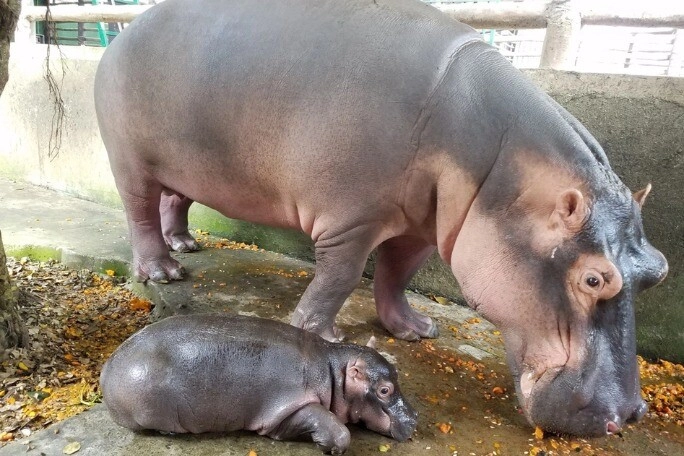 Loài vật sống chậm nhất nhì thế giới nhưng lại cực nhanh một việc ai nghe xong cũng phải bật cười - 3