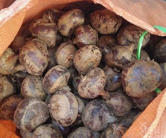 lộc trời mọc dưới bùn xưa chẳng ai ăn nay thành đặc sản dân thành phố lùng mua giá đến 80000 đồngkg - 1