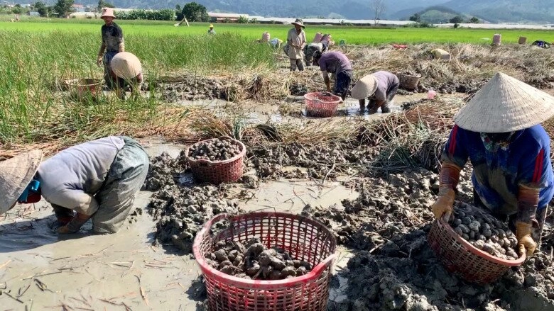 lộc trời mọc dưới bùn xưa chẳng ai ăn nay thành đặc sản dân thành phố lùng mua giá đến 80000 đồngkg - 2