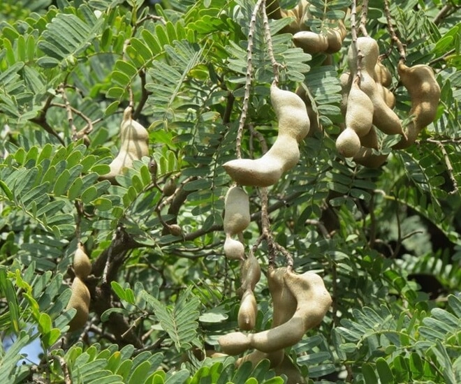 lộc trời nấu canh chua tuyệt ngon toàn thân đều làm thuốc được trồng trong chậu giúp hút lộc vào nhà - 1