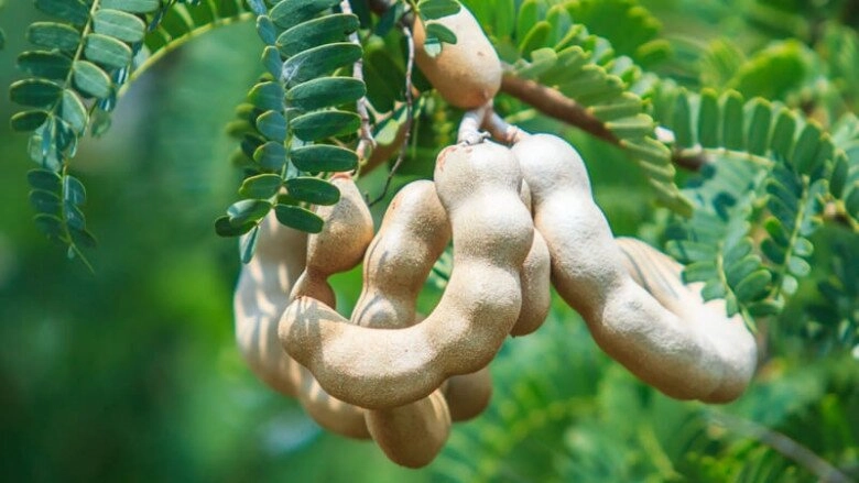 lộc trời nấu canh chua tuyệt ngon toàn thân đều làm thuốc được trồng trong chậu giúp hút lộc vào nhà - 3