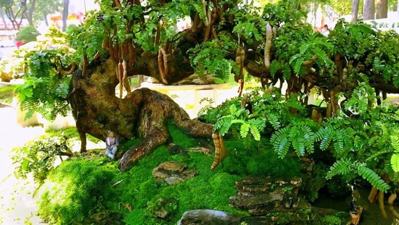 lộc trời nấu canh chua tuyệt ngon toàn thân đều làm thuốc được trồng trong chậu giúp hút lộc vào nhà - 4