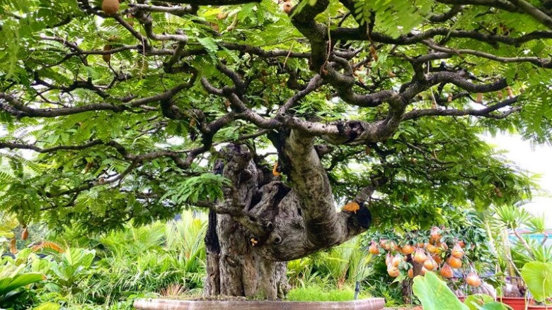 lộc trời nấu canh chua tuyệt ngon toàn thân đều làm thuốc được trồng trong chậu giúp hút lộc vào nhà - 5