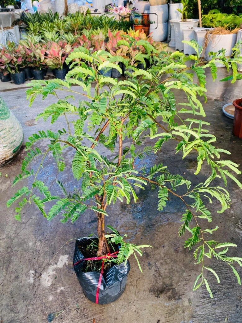 lộc trời nấu canh chua tuyệt ngon toàn thân đều làm thuốc được trồng trong chậu giúp hút lộc vào nhà - 6