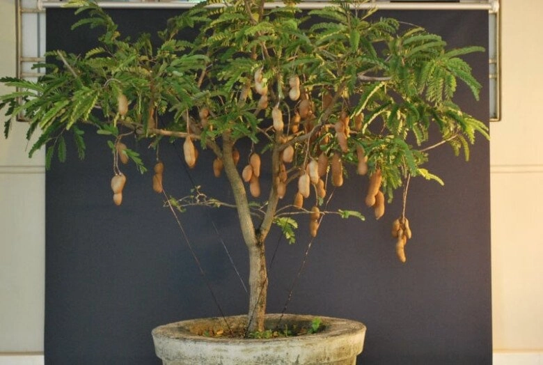 lộc trời nấu canh chua tuyệt ngon toàn thân đều làm thuốc được trồng trong chậu giúp hút lộc vào nhà - 8
