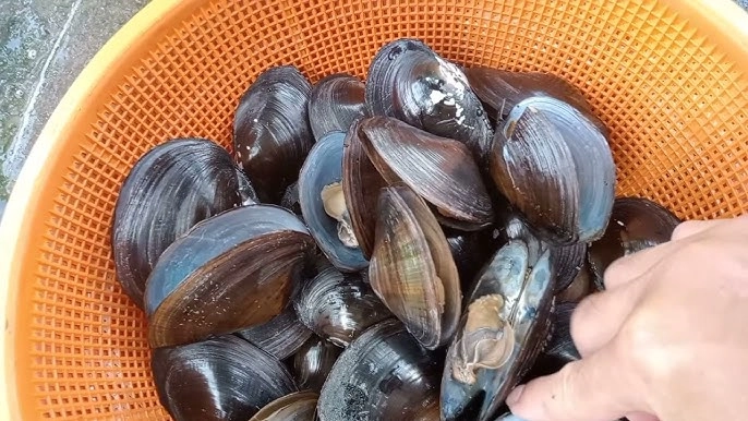lộc trời từ dưới bùn được mệnh danh là vàng đen vị ngọt gây nghiện mà còn cực bổ dưỡng - 2