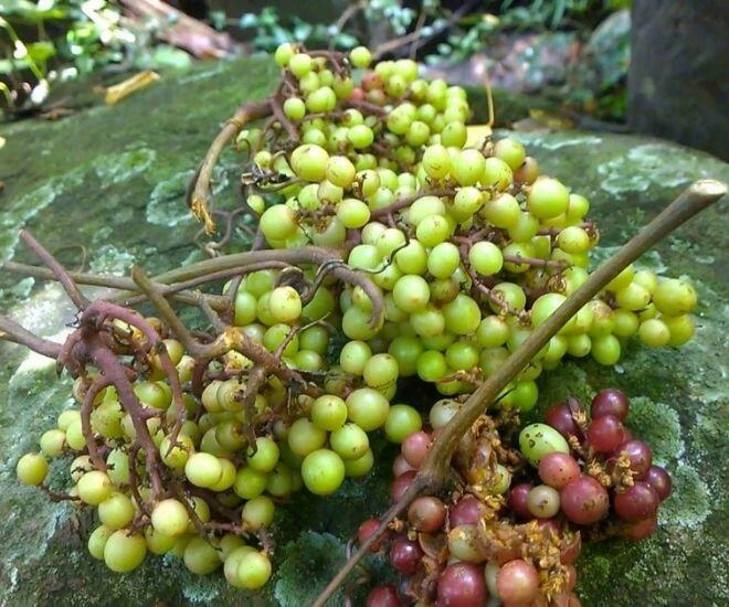 lộc trời xưa mọc đầy rừng không ai hái nay là đặc sản chị em lùng mua giá cực cao vẫn hết hàng vèo vèo - 1
