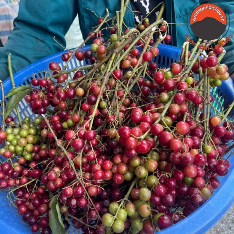 lộc trời xưa mọc đầy rừng không ai hái nay là đặc sản chị em lùng mua giá cực cao vẫn hết hàng vèo vèo - 2
