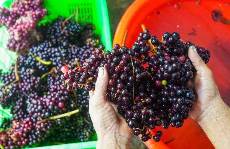 lộc trời xưa mọc đầy rừng không ai hái nay là đặc sản chị em lùng mua giá cực cao vẫn hết hàng vèo vèo - 5
