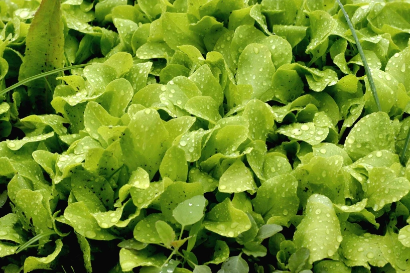 Mẹ đảm mát tay làm vườn ở mỹ phải xách cả cuốc từ việt nam sang rau nào cũng xanh tươi tốt - 13