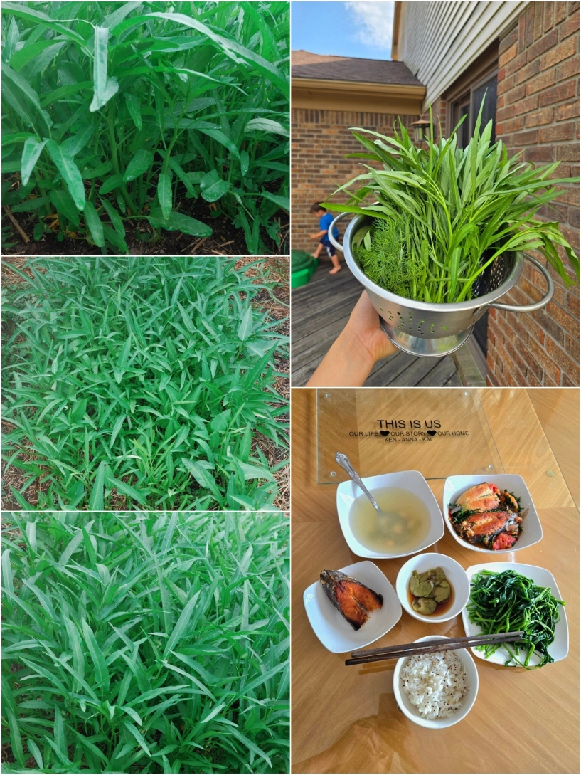 Mẹ đảm mát tay làm vườn ở mỹ phải xách cả cuốc từ việt nam sang rau nào cũng xanh tươi tốt - 16