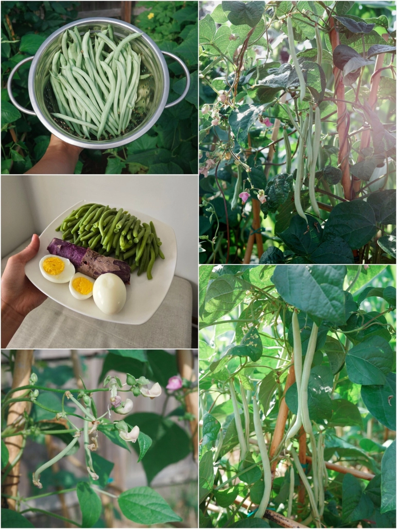 Mẹ đảm mát tay làm vườn ở mỹ phải xách cả cuốc từ việt nam sang rau nào cũng xanh tươi tốt - 18