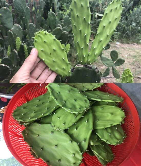 Món canh nấu từ xương rồng gây sốt trong gia đình haha - 1