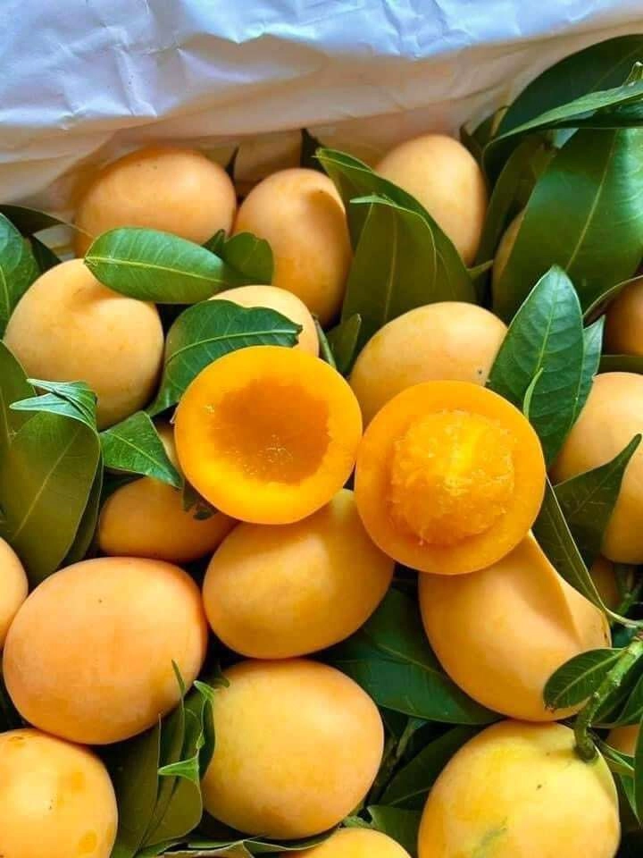 Món đặc sản được nhiều người săn lùng giá cả triệukg vẫn cháy hàng hoá ra chỉ mọc dại ở ven đường ở nước ngoài - 1