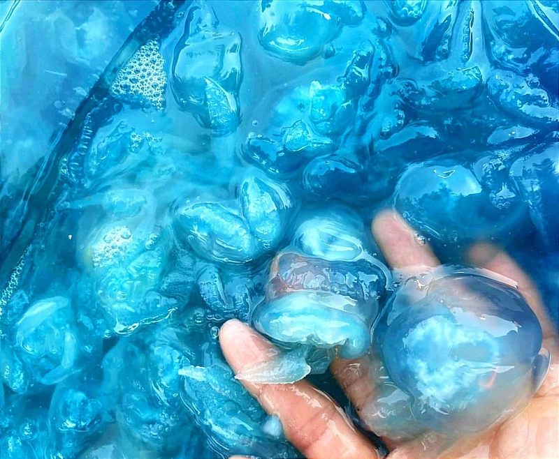 Món giải nhiệt mùa hè được mệnh danh là sashimi xứ huế nhìn thấy ghê mà ăn siêu cuốn càng bán vỉa hè càng đông khách - 1