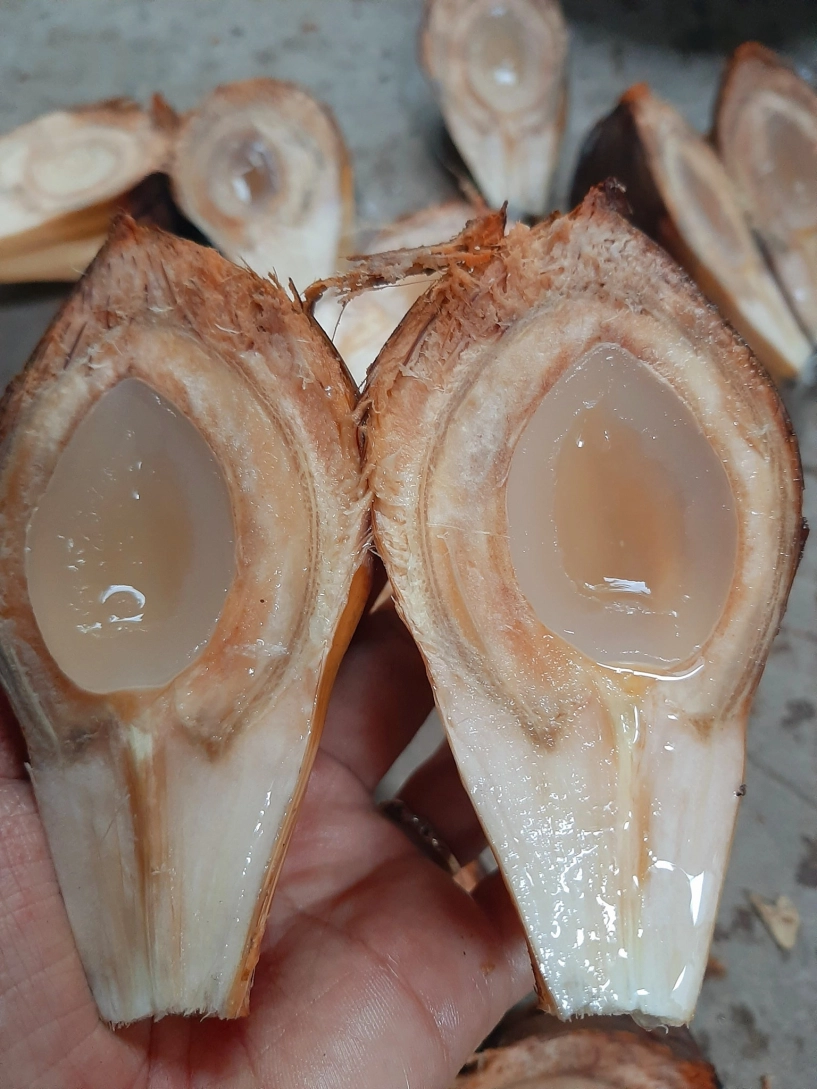 Món ngon miền tây từ cây mọc hoang ven kênh rạch trái chi chít mọc ép sát nhau - 3