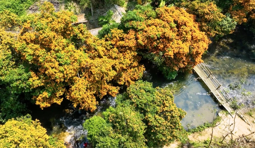 Mùa hoa trang bừng sáng núi rừng bình định - 2