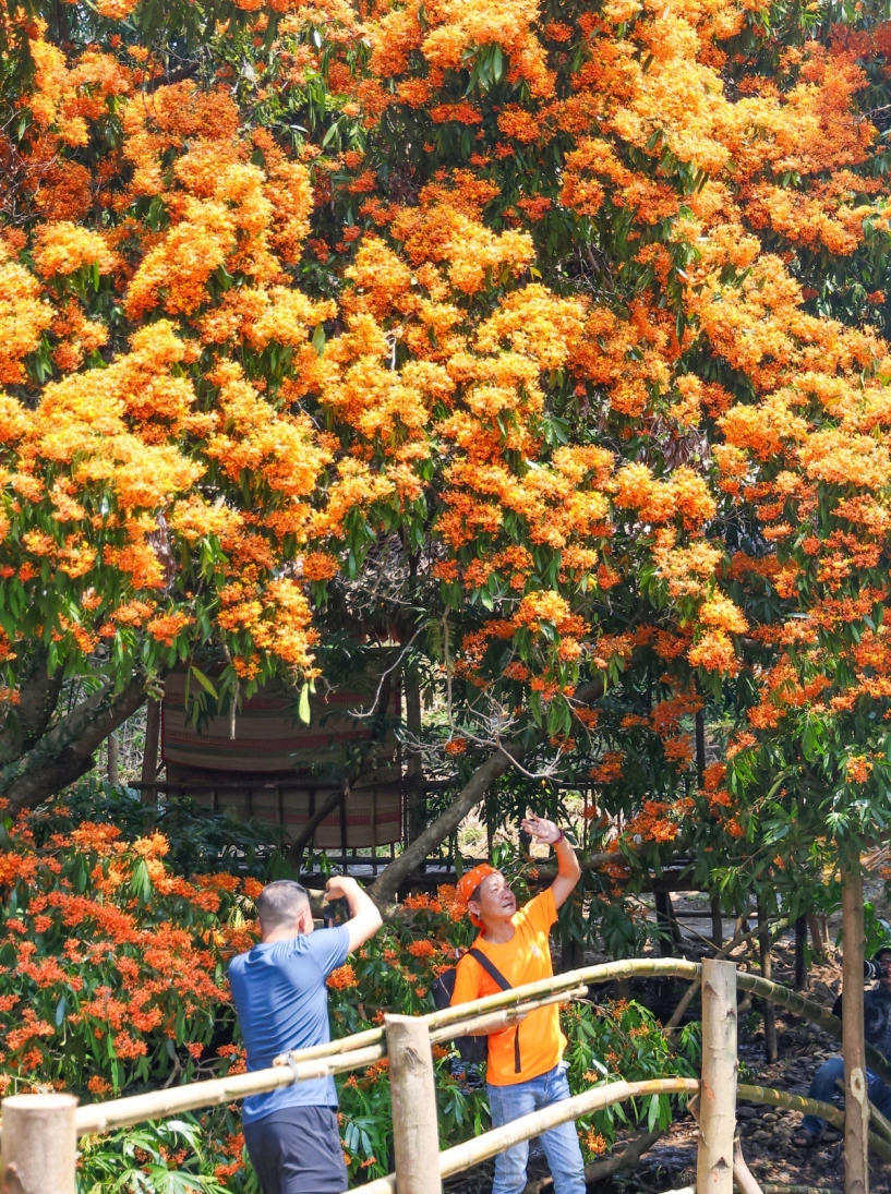 Mùa hoa trang bừng sáng núi rừng bình định - 6