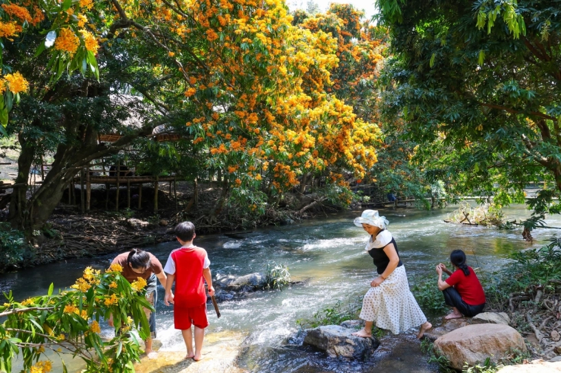 Mùa hoa trang bừng sáng núi rừng bình định - 7