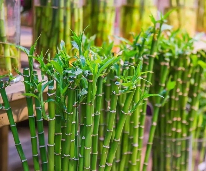 Ngày càng nhiều người cho cây trúc phát tài vào danh sách đen hóa ra vì 4 lý do này - 1