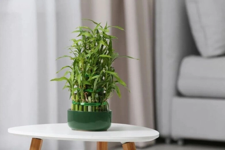 Ngày càng nhiều người cho cây trúc phát tài vào danh sách đen hóa ra vì 4 lý do này - 4