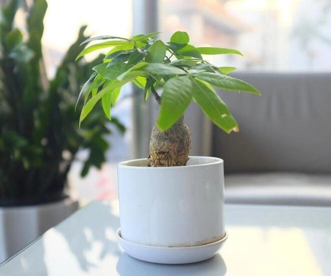 Ngày càng nhiều người đưa cây kim ngân vào danh sách đen đây là 5 lý do bạn nên biết - 1