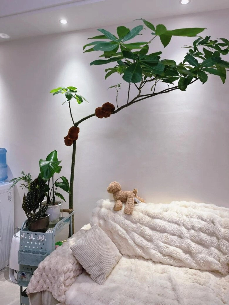 Ngày càng nhiều người đưa cây kim ngân vào danh sách đen đây là 5 lý do bạn nên biết - 2