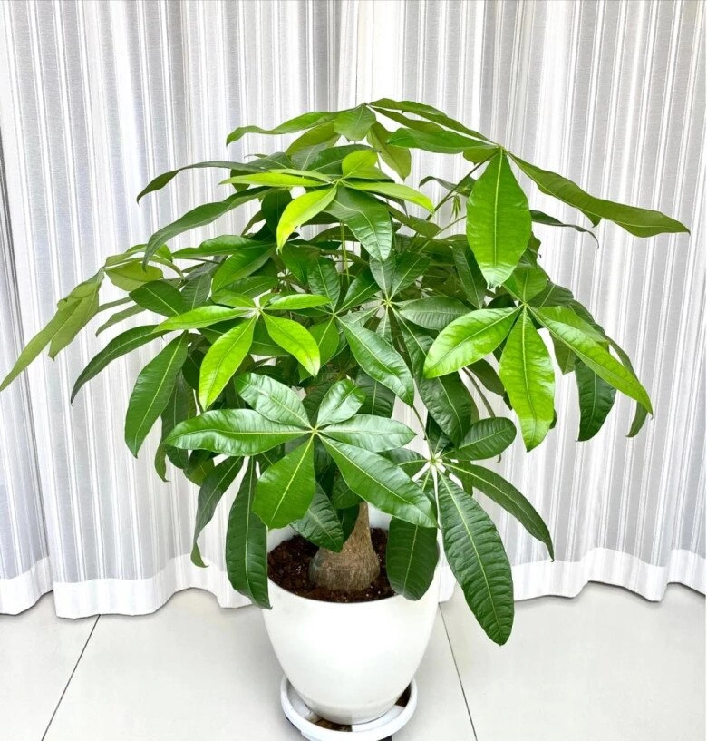 Ngày càng nhiều người đưa cây kim ngân vào danh sách đen đây là 5 lý do bạn nên biết - 3