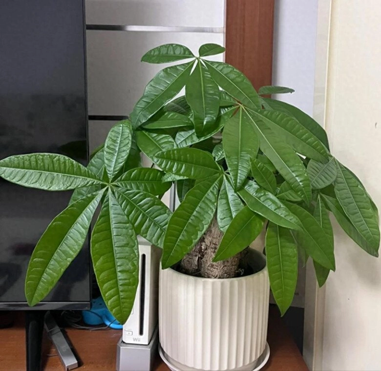 Ngày càng nhiều người đưa cây kim ngân vào danh sách đen đây là 5 lý do bạn nên biết - 6