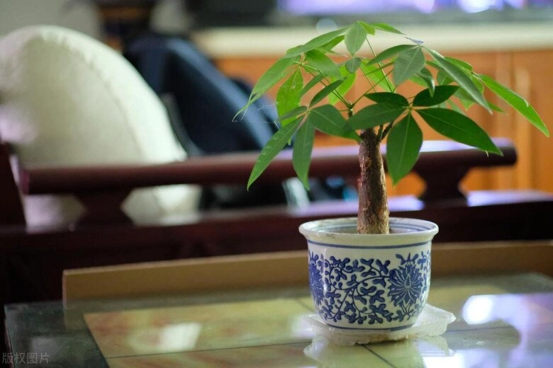 Ngày càng nhiều người đưa cây kim ngân vào danh sách đen đây là 5 lý do bạn nên biết - 7