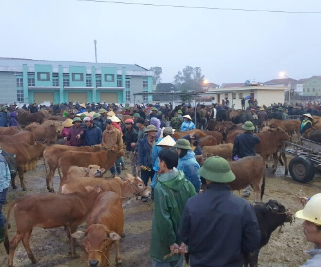 Nghệ an có phiên chợ gia súc khủng nhất cả nước hàng nghìn người kéo đến mua bán cực sầm uất - 1