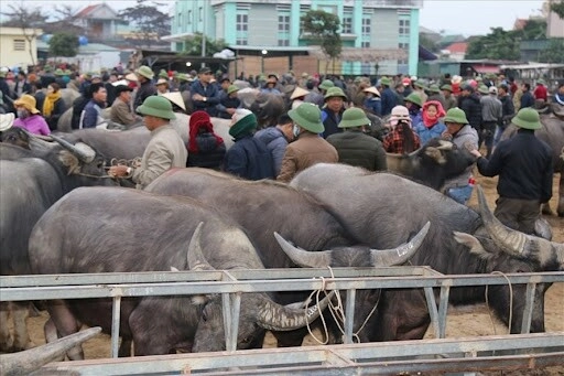 Nghệ an có phiên chợ gia súc khủng nhất cả nước hàng nghìn người kéo đến mua bán cực sầm uất - 2