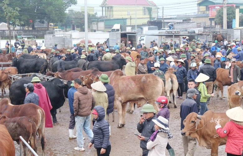 Nghệ an có phiên chợ gia súc khủng nhất cả nước hàng nghìn người kéo đến mua bán cực sầm uất - 3