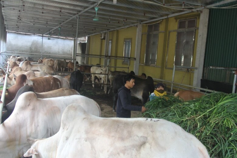 Nghệ an có phiên chợ gia súc khủng nhất cả nước hàng nghìn người kéo đến mua bán cực sầm uất - 4