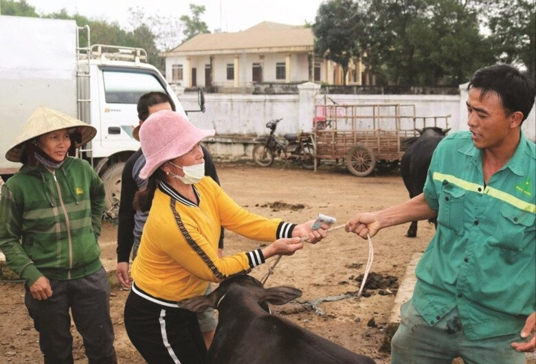 Nghệ an có phiên chợ gia súc khủng nhất cả nước hàng nghìn người kéo đến mua bán cực sầm uất - 6