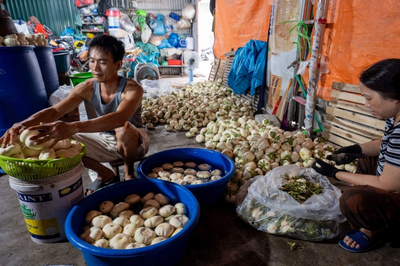 Nghề muối cà hơn 300 năm tuổi của ngôi làng hà nội - 1