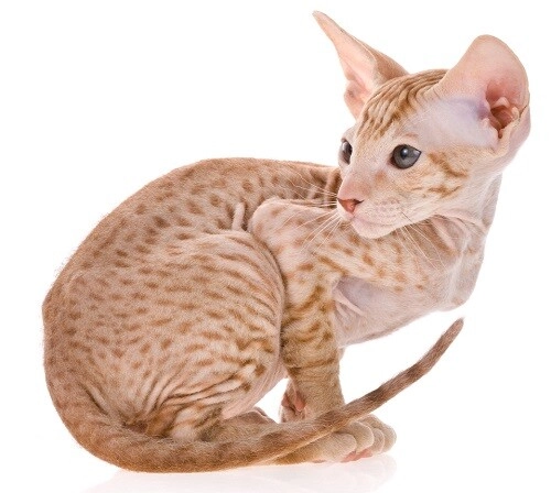 Những giống chó mèo ngoài hành tinh lạ - độc - đẹp mà dân mạng phát cuồng phải bỏ cả trăm triệu mới mua được - 9